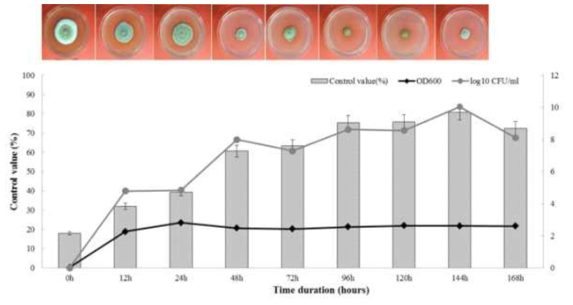 AK-0 균주의 배양 시간에 따른 균주 생장과 C. destructans에 대한 균사생장 억제율