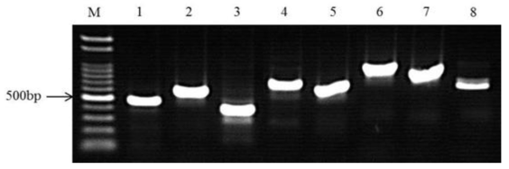 Expression of various antibiotic biosynthetic genes from an antagonistic bacterium B. amyloliquefaciens AK-0 using polymerase chain reaction (PCR). The corresponding lanes are as follows: M: 100 bp DNA ladder, 1: ituD (482bp), 2: ituA (647bp), 3: surfactin (419, 422, 425, 431bp), 4: bacillaene (688bp), 5: macrolactin (668bp), 6: bacilysin (910bp), 7: bacillomycin (853bp), 8: difficidin (653bp). The experiment was conducted two times