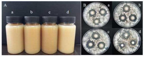 AK-0 균주의 액상 제형화 제품 (A) 및 제형의 C. destructans 균사 억제 검정 (B). a: L1, b: L2, c: L3, d: LC