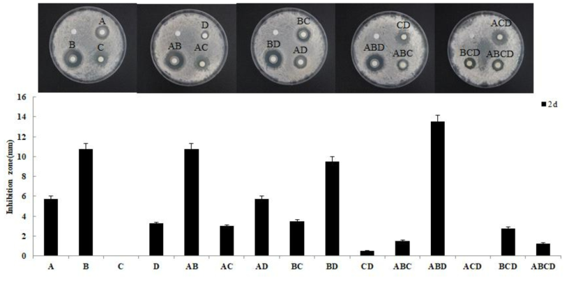 유용미생물 4균주 조합 2일 배양액의 인삼뿌리썩음병원균 C. destructans 균사 생장억제력 검정. A: B.amyloliquefaciens AK-0. B: Bacillus sp. YGB6, C: E. amnigenus GB3-5, D: P. polymyxa YGB88
