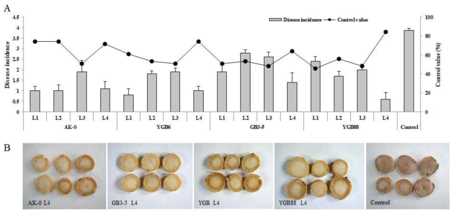 선발 4종의 유용미생물로 제형화된 액상제제의 인삼뿌리썩음병 C. destructans 병원균에 대한 인삼 disc 방법으로 억제효과 검정. A: 4종 선발균주 제형별 인삼뿌리썩음병 발병 억제도 표시, B: 4균주 모두 L4 액상제형에서의 좋은 효과를 보이는 인삼 disc. 0: 0%, 1: 갈변된 disc, 2: 병진전도 0-30%, 3: 30-50%, 4: 50-70%, 5: >70%