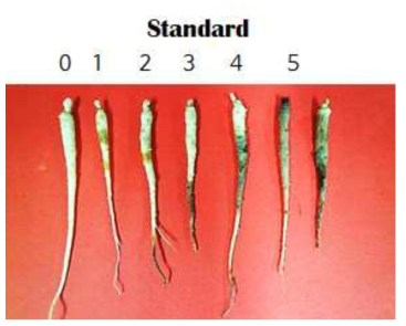 묘삼에서의 인삼뿌리썩음병 발병도