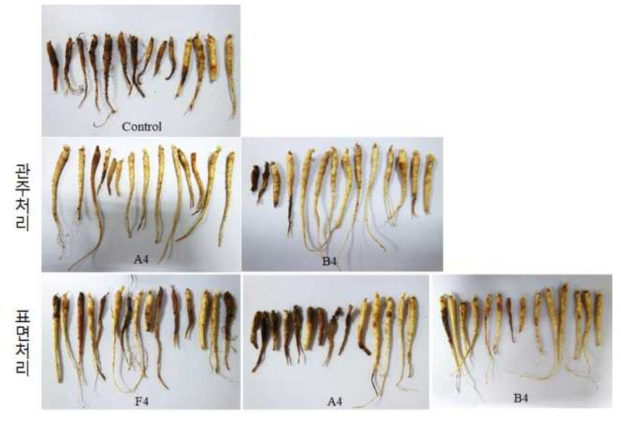 선발균주 액상제형을 이용한 묘삼 표면처리 및 관주처리시 인삼뿌리썩음병 병 발병도. A4 :AK-0균주의 L4액상제형, B4: YGB6균주의 L4액상제형, F4: AK-0균주의 L4액상제형+정향제제