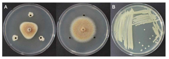 JH7균주의 항균활성. (A) 접종 10일 후 PDA배지에서 JH7균주에 의한 C. destructans의 균사생장억제효과; 세균처리(왼쪽), 대조군(오른쪽). (B) LB배지에서 배양한 JH7균주의 콜로니 형태 (24 hpi)