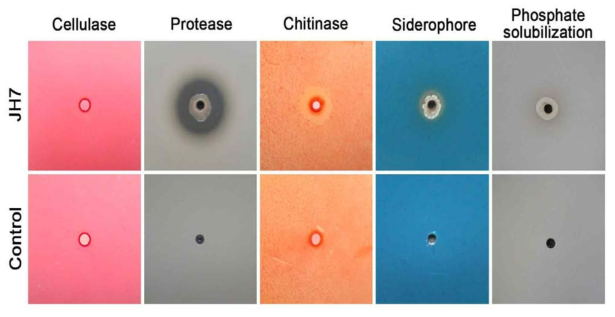 JH7균주의 항균물질, 시데로포어 생산 및 불용성인산 가용화 분석