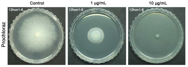 프로클로라즈의 균사생장 억제효과
