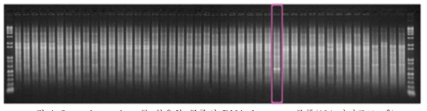random primer를 활용한 균주의 DNA fragment 증폭(1% 아가로즈 젤)