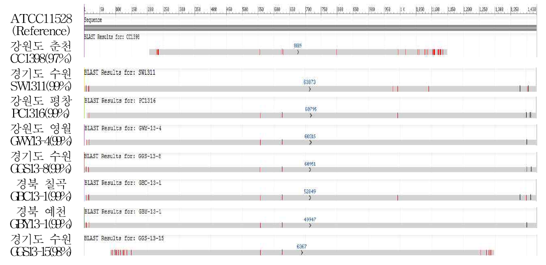 국내 수집 균주들의 ATCC11528 대비 16s rDNA(NCBI) 유사도