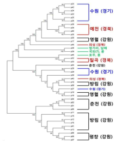 GBS 결과를 이용한 phylogenetic tree와 수집지역 정보