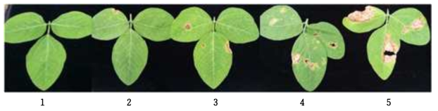 병징의 severity에 따른 조사(1: resistant～5: susceptible)