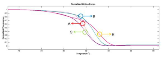 Normalized Melting Curves(R:저항성, H:헤테로, S: 이병성, A:off-type)