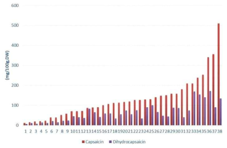 고추 자원별 매운맛 함량 분포