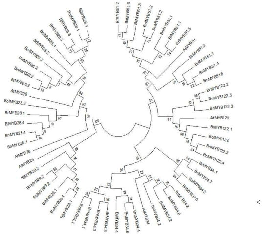 R2R3 MYB DNA-domain의 Phylogenetic 분석