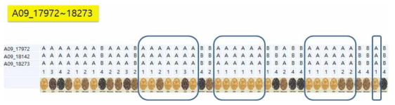 A09_18.0~18.3Mb 영역의 ‘A’ 모본형 genotype과 거의 유사한 노란색 종피 표현형