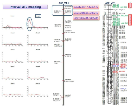 개화형 A02 QTL 영역과 관련마커 및 유전자