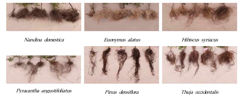 수분 영역별 식물의 세근 발달 사진