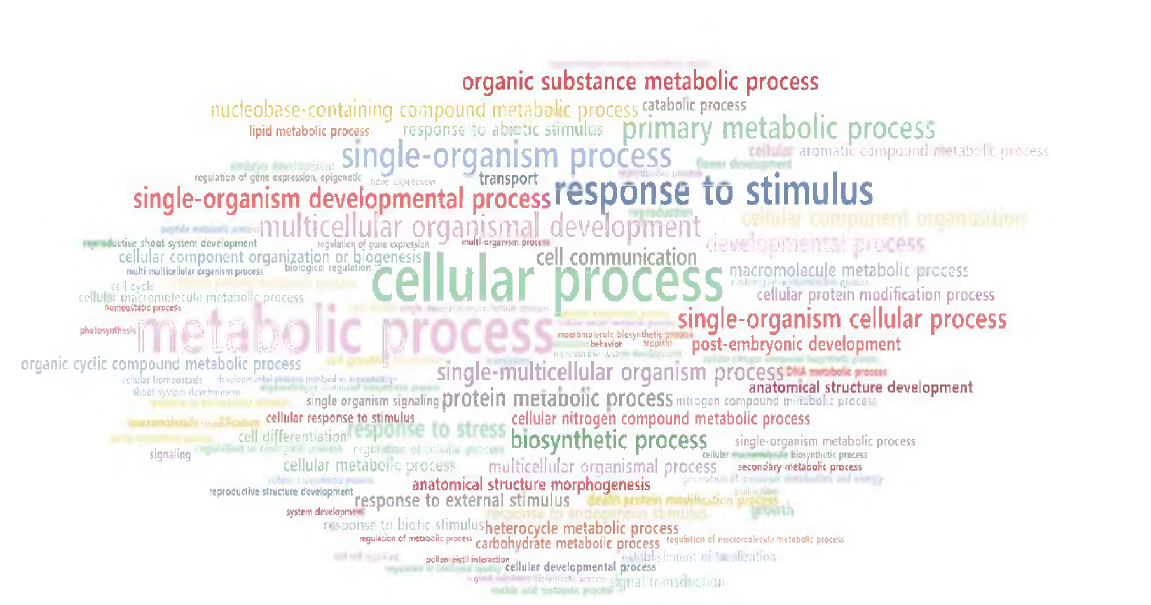 Word cloud of GO terms of biological process direct GO counts