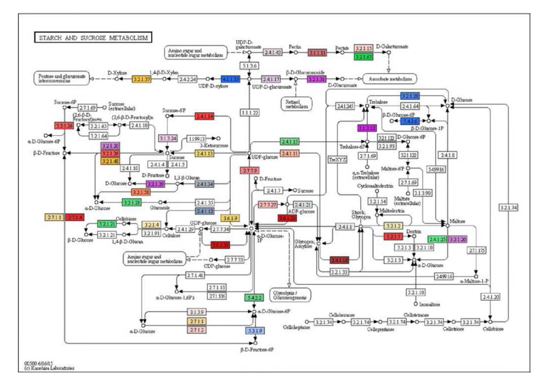 KEGG pathway map of starch and sucrose metabolism and marked enzymes in unigene set of X18