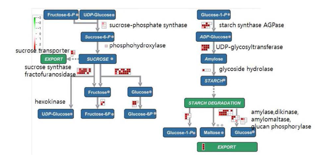 Metabolic pathway of starch and sucrose of X 18 unigene set