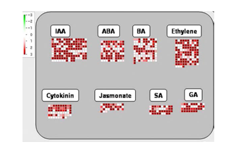 Overview of phytohormone related genes of X18 unigene set