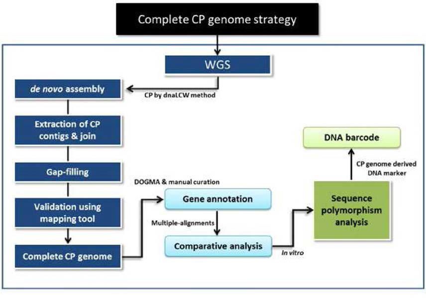 엽록체 유전체 구조분석 전략