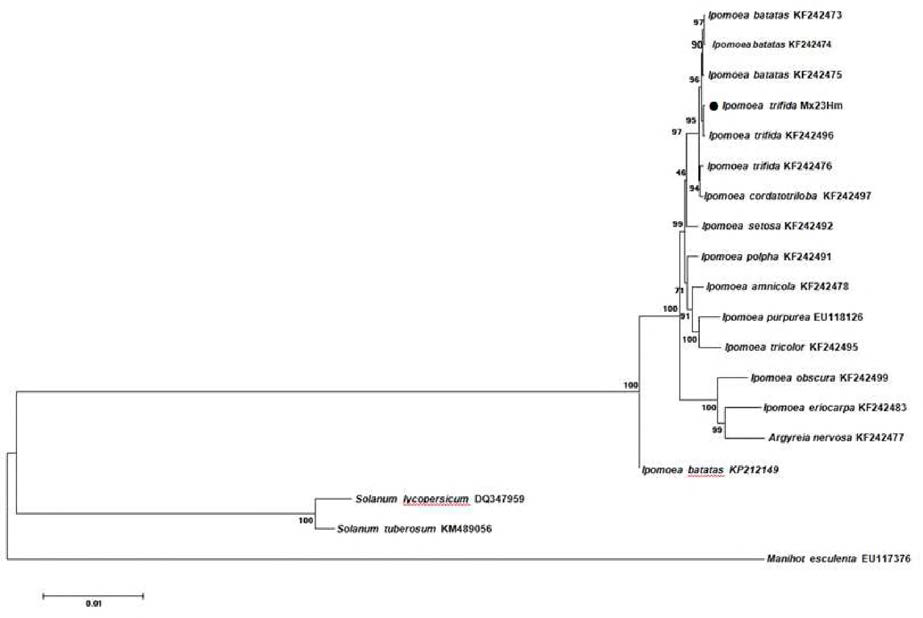 MEGA6 프로그램을 이용한 엽록체 유전자의 phylogenetic 분석