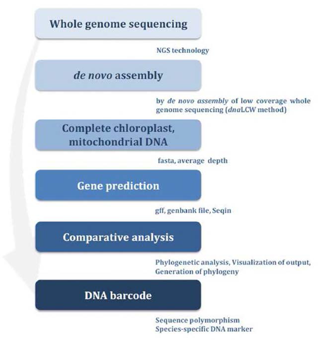 고구마 미토콘드리아 유전체 구조분석 전략