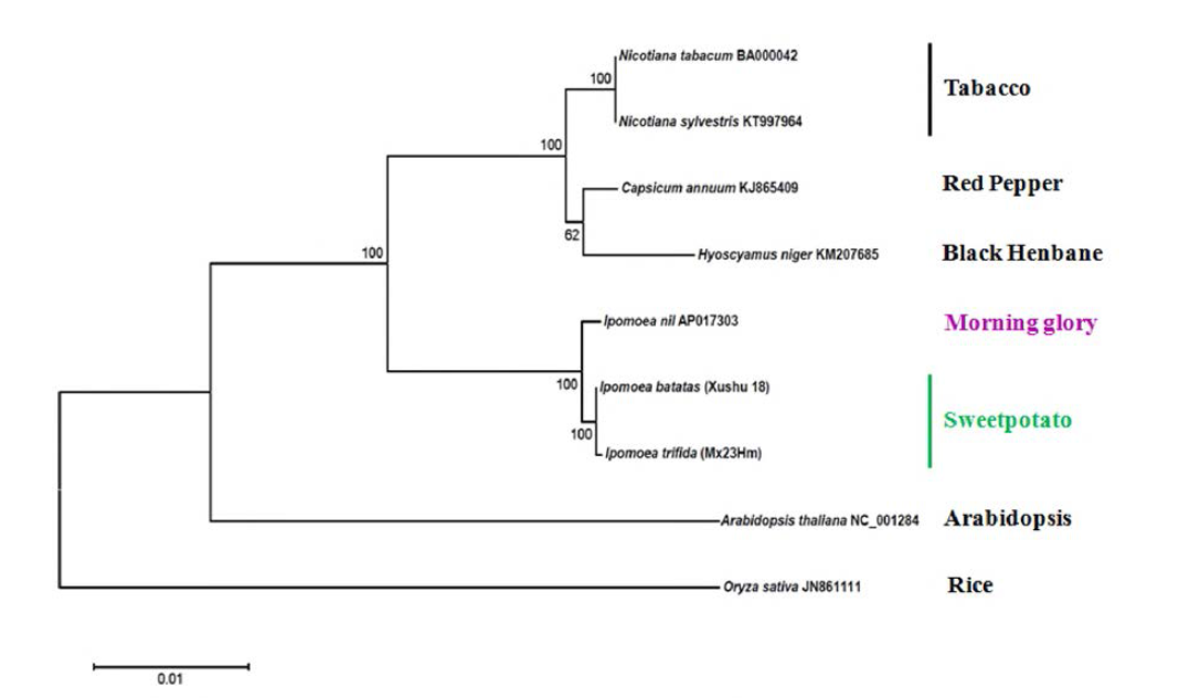 MEGA6 프로그램을 이용한 미토콘드리아 유전자의 phylogenetic 분석