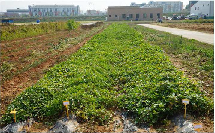 Xushu 18 및 국내 고구마 품종 재배(농업생명자원부 포장，2015년)