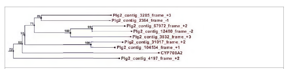 (B) CYP708 유전자군으로 추정되는 contig