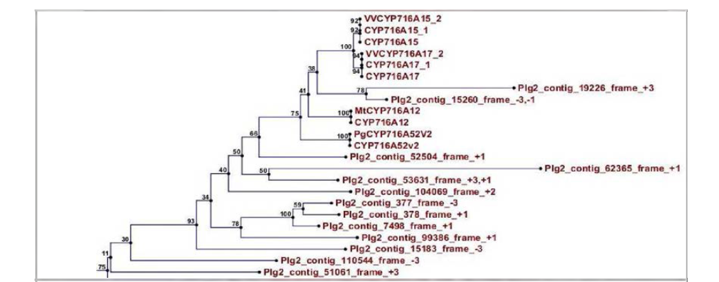(C) CYP716 유전자군으로 추정되는 contig