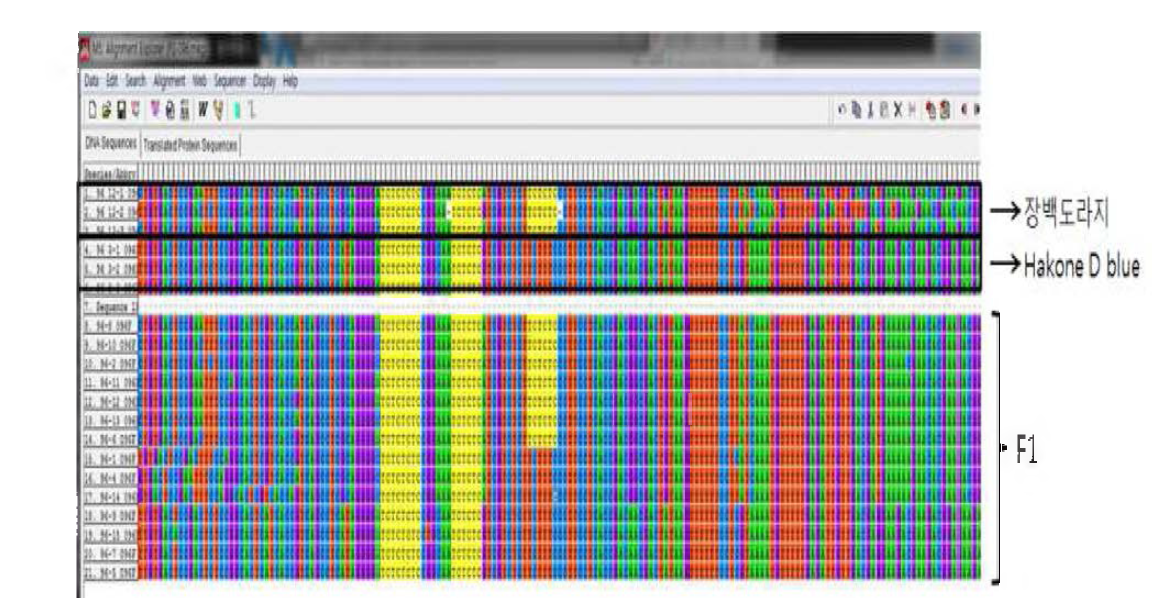 도라지 매핑집단 F1의 SSR마커(GB-PG096) 검정 후 DNA염기서열 분석 결과