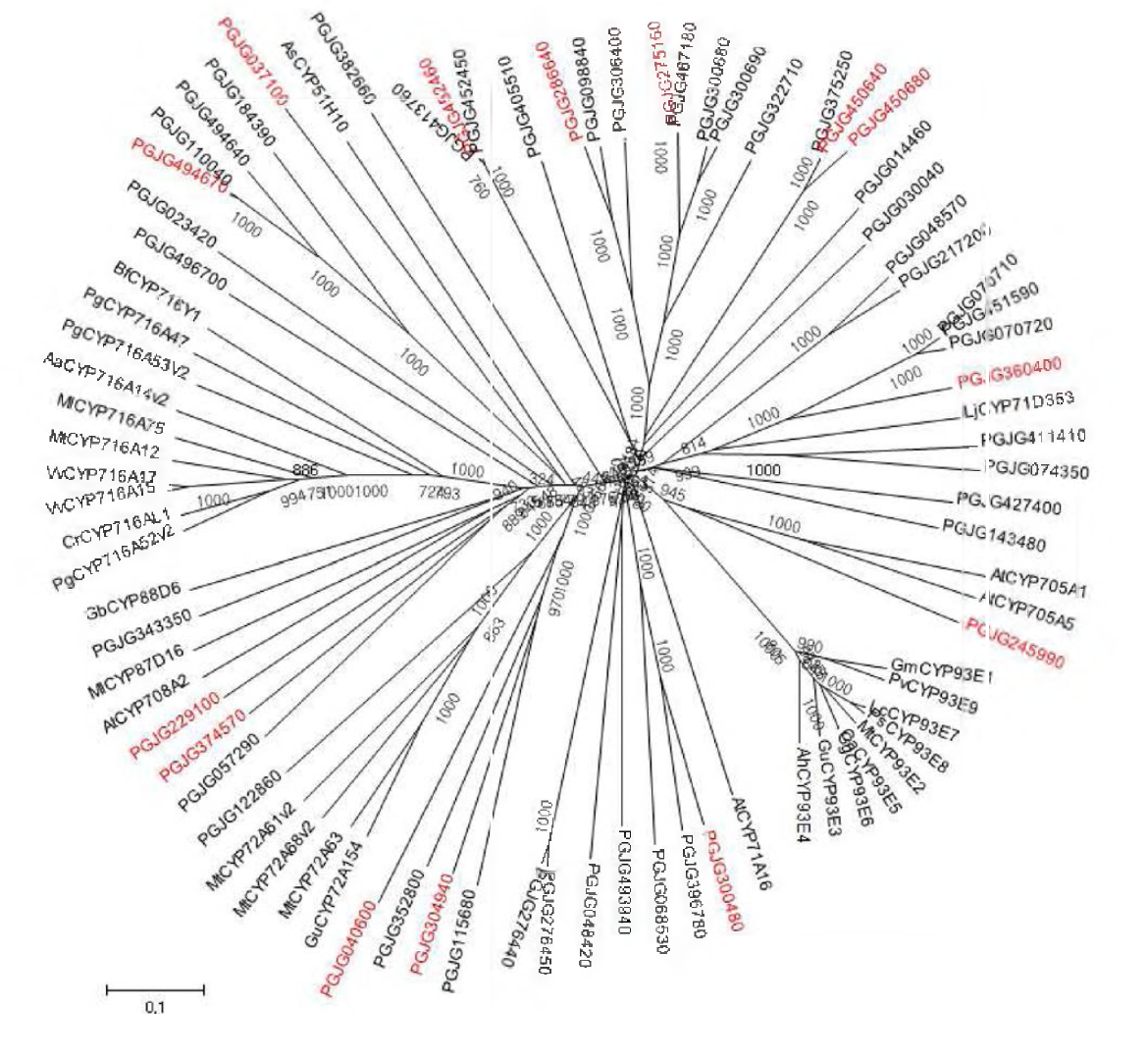 66개의 도라지 CYP와 타식물의 CYP의 Phylogenetic tree 분석. 붉은색 표시의 유전자는 MJ 반응 후 높게 발현되는 유전자임