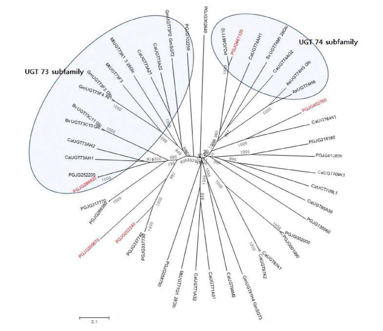 28개의 도라지 UGT와 타식물의 UGT의 Phylogenetic tree 분석. 붉은색 표시의 유전자는 MJ 반응 후 높게 발현되는 유전자임
