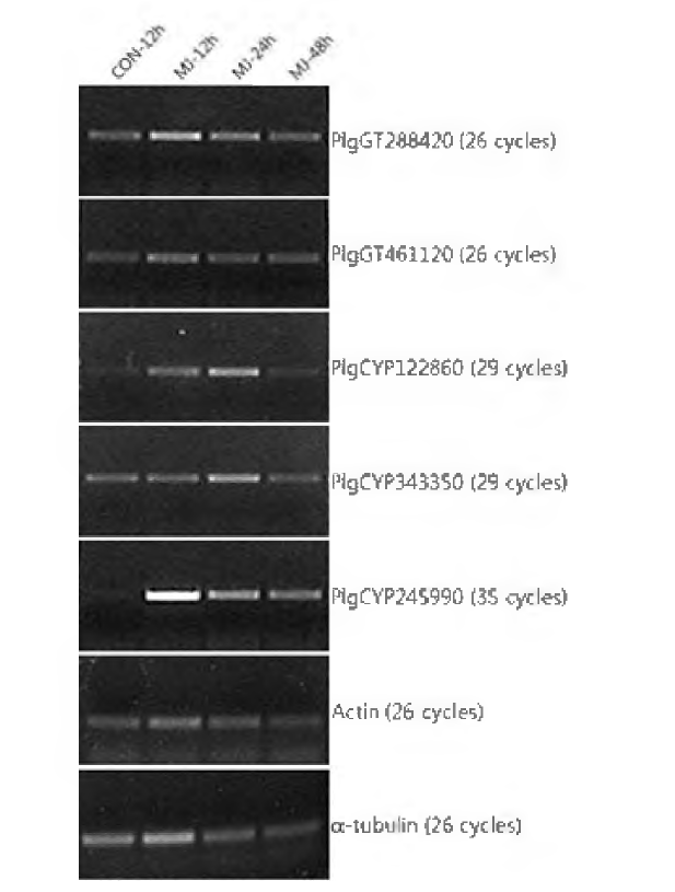 DEUG 분석을 통해 선발된 도라지 사포닌 대사 관련 CYP 및 UGT 유전자의 MJ 처리 후 발현 분석 (RT-PCR)