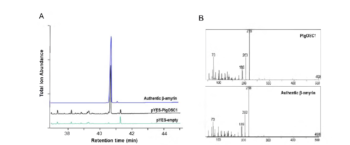 PlgOSCI 발현 산물의 GC-MS 분석. A, pYES-PlgOSCl 산물의 크로마토그래피; B, 합성 산물 β=amyrin 에 대한 mass fragment