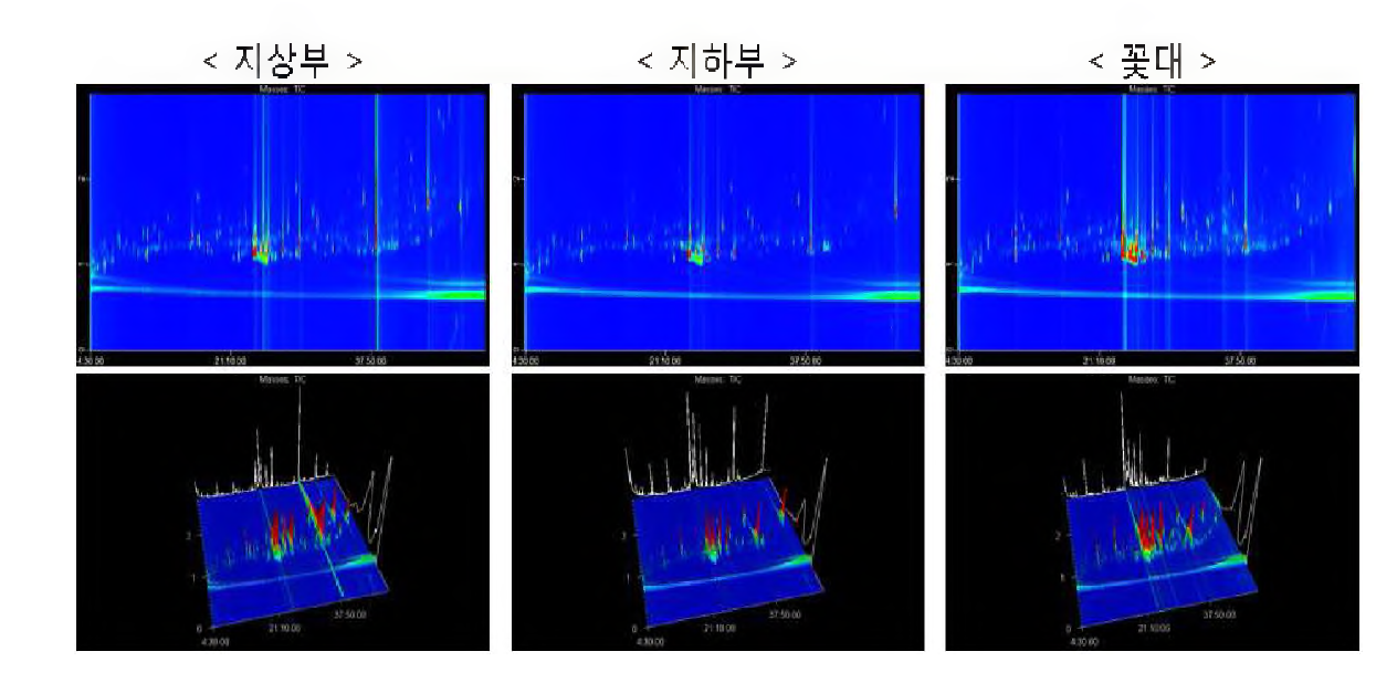 도라지 지상부，지하부，꽃대의 GCxGC TOF/MS의 3차원 profile TIC 비교