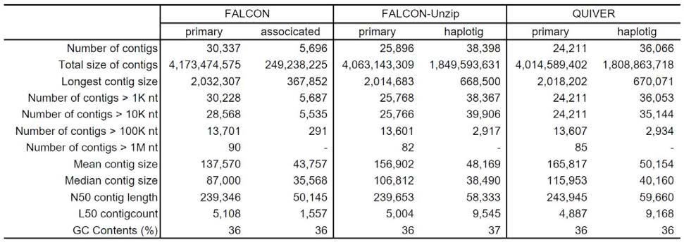 Statistics of genome assembled by FALCON, FALCON-Unzip and QUIVER