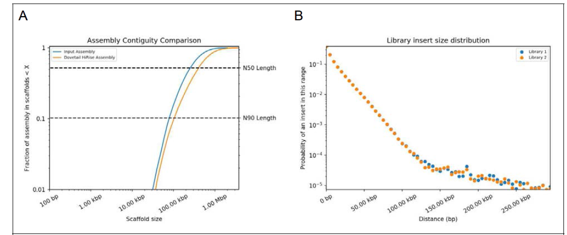 Integration of Chicago reads into contigs obtained by PacBio SMRT sequencing. (A) A comparison of the input assembly and the HiRise scaffolds. (B) The distribution of insert sizes of mapped reads in the Chicago library