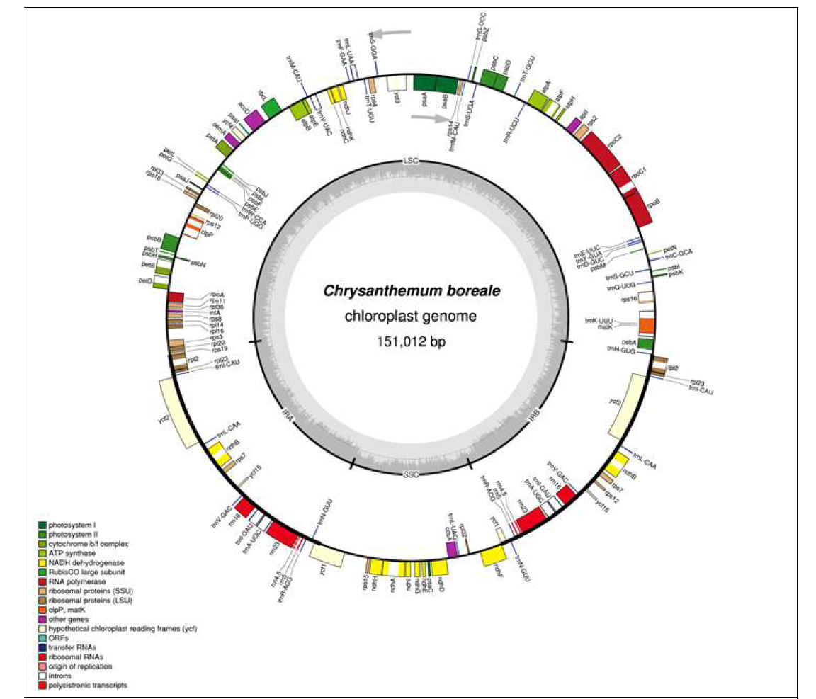 Chloroplast genome map of Chrysanthemum boreale. Genes on the inside and outside of the map are transcribed clockwise and counterclockwise, respectively. Genes are color coded based on their functional category. The figure was drawn using OGDRAW