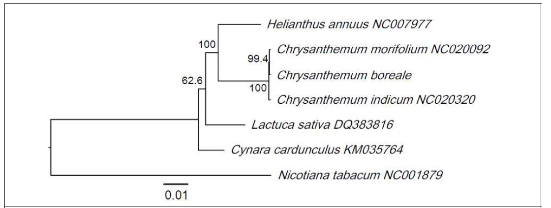Maximum-Likelihood phylogenetic tree based on complete chloroplast genome sequences of C. boreale, five other Asteraceae species, and N. tabacum. The numbers on the branches indicate bootstrap support values from 1,000 iterations. Scale bar is substitutions per site