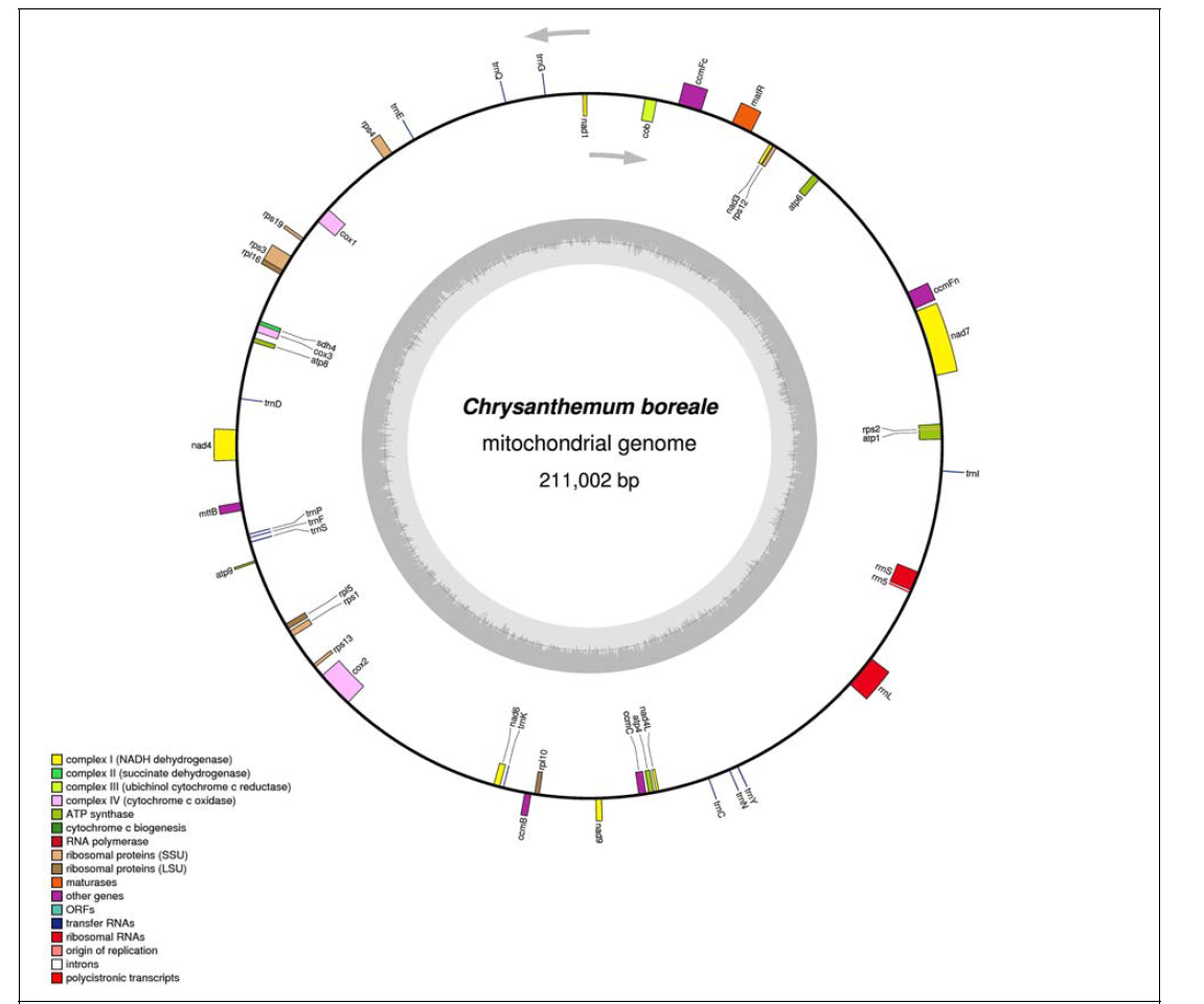 Mitochondrial genome map of Chrysanthemum boreale. Genes on the inside and outside of the map are transcribed clockwise and counterclockwise, respectively. Genes are color coded based on their functional category. GC content is shown on the inner circle by the gray plot. The figure was drawn using OGDRAW