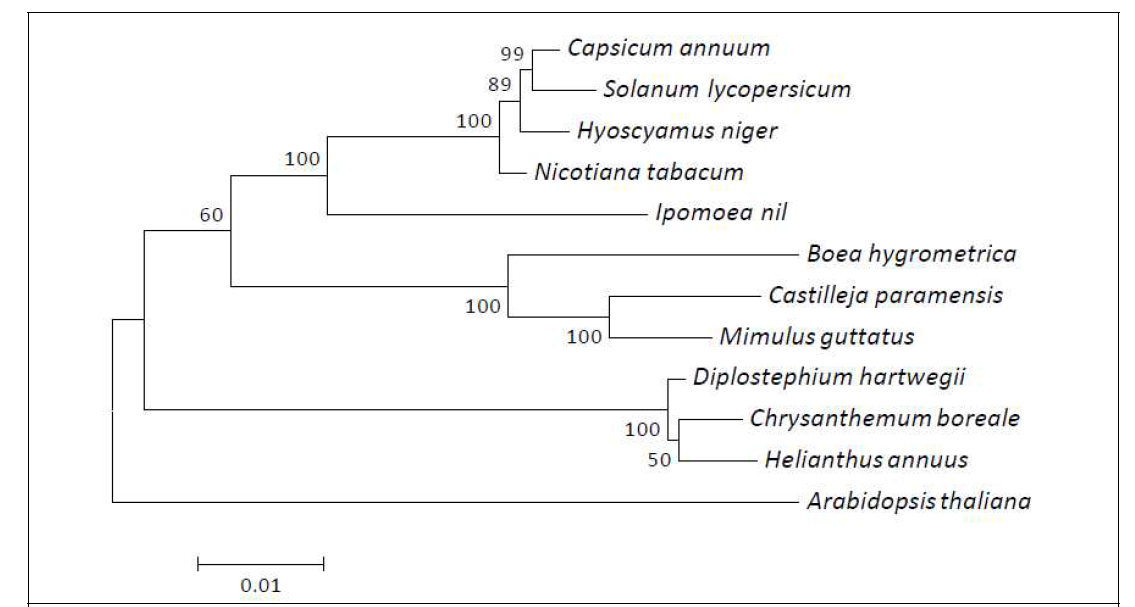 Maximum-likelihood phylogenetic tree based on the concatenated amino acid sequences of 20 protein-coding genes in 12 plant mitogenomes. Arabidopsis thaliana was used as an outgroup. Numbers at the nodes indicate bootstrap values for 1000 replicates. All the mitogenome sequences are available in GenBank: Chrysanthemum boreale (MH004292), A. thaliana (Y08501), Boea hygrometrica (NC_016741), Capsicum annuum (KJ865410), Castilleja paramensis (NC_031806), Diplostephium hartwegii (NC_034354), Helianthus annuus (NC_023337), Hyoscyamus niger (NC_026515), Ipomoea nil (NC_031158), Mimulus guttatus (NC_018041), Nicotiana tabacum (NC_006581) and Solanum lycopersicum (NC_035963)