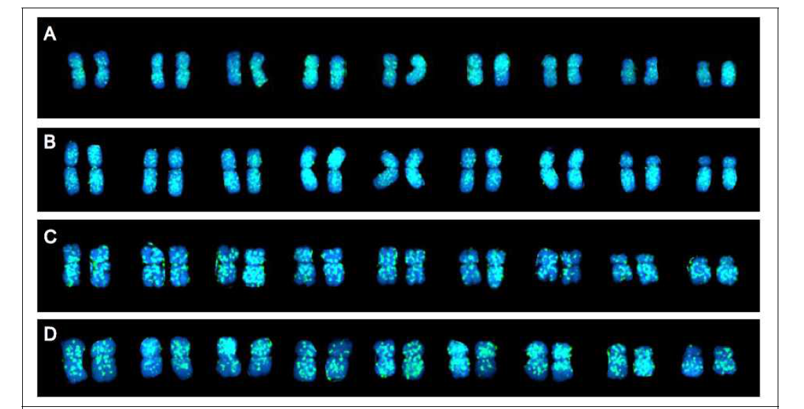 FISH using the repeat sequences obtained as probes on Chrysanthemum boreale metaphase chromosomes. (A) RLC-2, (B) RLC-3, (C) RLC-4 and (D) RLG-1. ‘원예작물 핵 형분석 및 유전체 조립 지원 연구 (책임자 : 삼육대학교 황윤정 교수, 2014-2015)’에서 FISH 분석 수행