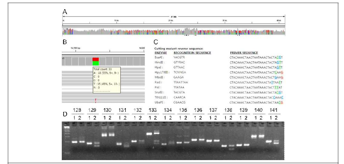 Design and screen of dCAPS markers to detect heterozygosity in C. boreale. (A) IGV browser showing the heterozygous loci in contig170. The total length of contig170 is 41 kb and the peak shows the number of the mapped reads in a log scale. The lines marked by colors indicate the position of SNPs with 40% as the allele cutoff. (B) SNP located at 14,593nt of contig170 is mapped by 18 reads with adenine and 15 reads with thymine and subjected to designing dCAPS marker. (C) Output after dCAPS finder. HpaI and the resulting primer sequence are chosen. (D) A representative image of screening of dCAPS markers. Numbers on top indicate the ID of dCAPS markers. On the bottom, 1 and 2 stand for PCR product before and after restriction analysis, respectively