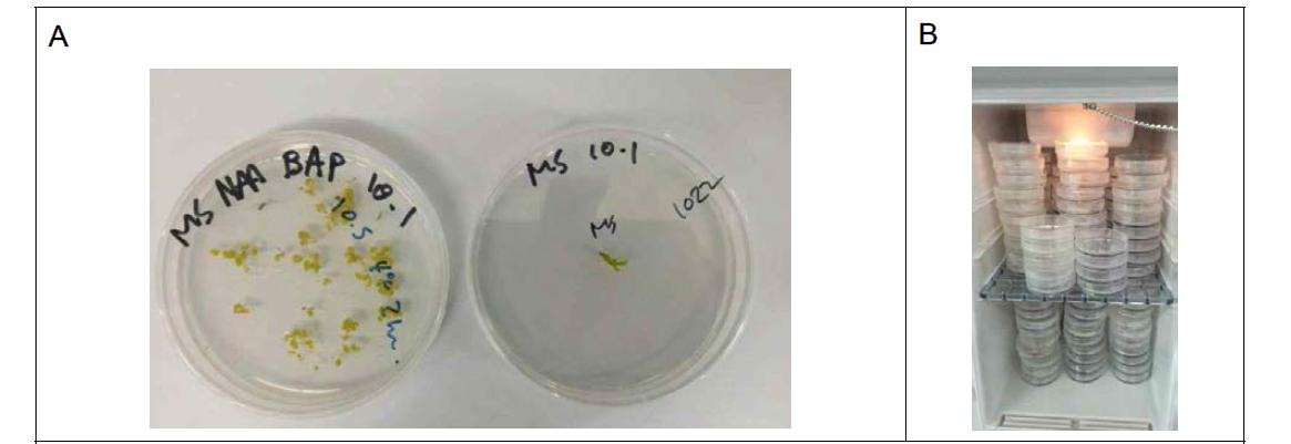Tissue culture to obtain haploid plant. (A) Ovule culture, (B) Microspore culture