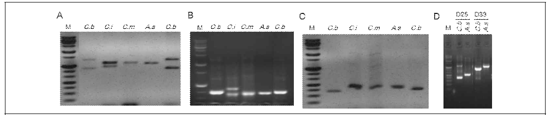 COS markers to distinguish between the species crossed in this study. PCR products for (A) B01, (B) C08, (C) C46 and (D) D25 and D33 are shown. M, C.b, C.i, C.m, and A.s stand for marker, Chrysanthemum boreale, C. indicum, C. makinoi and Aster spathulifolius, respectively