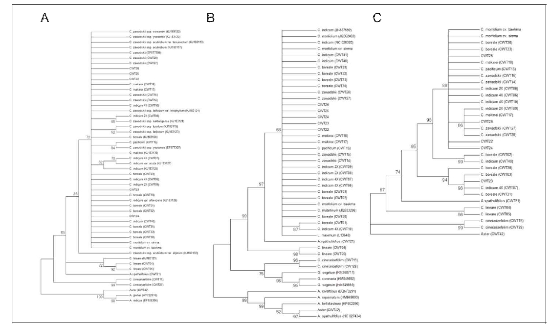 Maximum likelyhood tree constructed using sequences of (A) ITS, (B) rbcL and (C) ycf1b