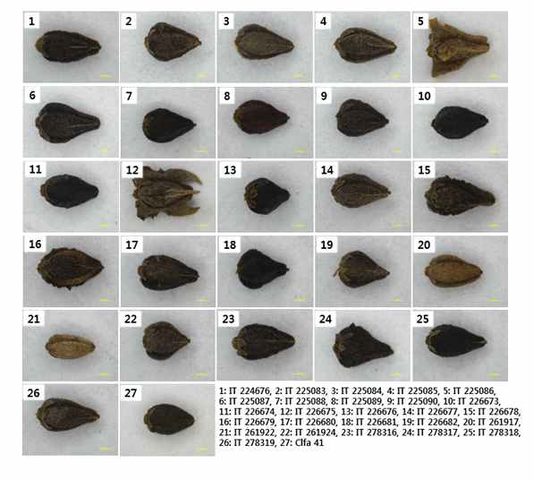 쓴메밀 핵심 유전자원 26종 종자모양