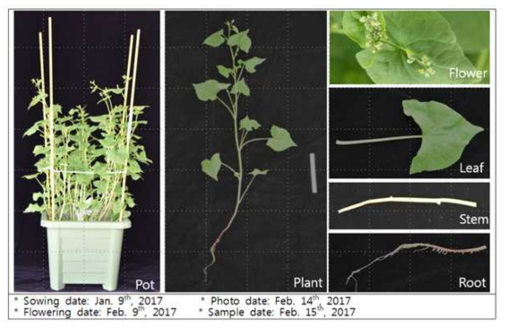 쓴메밀 식물체 부위별 루틴함량 분석 및 RNA sequencing 샘플링